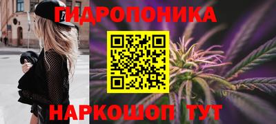 шишки Будённовск